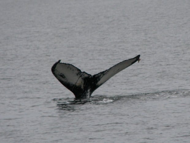A whale tail sticking out of the ocean water in Alaska.