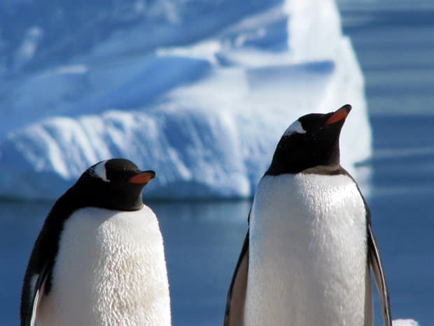 Two up close penguins in front of iceberg in Antarctica.