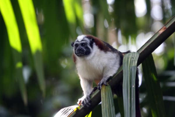 Tamarind sitting on a palm frond in Panama.