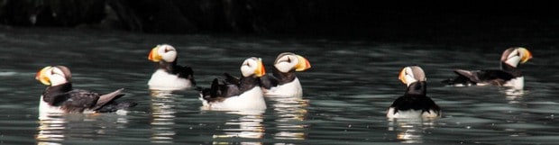 Puffins seen from a small ship cruise in Kenai Fjords Alaska. 