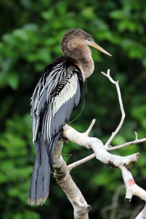 Costa Rican bird perched on a branch in the rainforest.