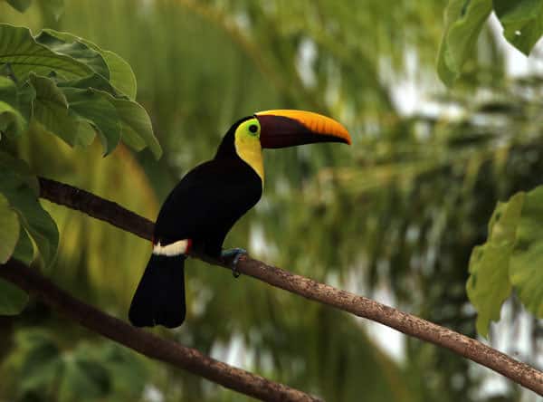 Yellow and black billed toucan perched on a branch in the Costa Rican rainforest.