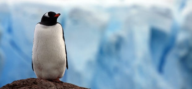 Penguin on top of rock in Antarctica with ice in background.