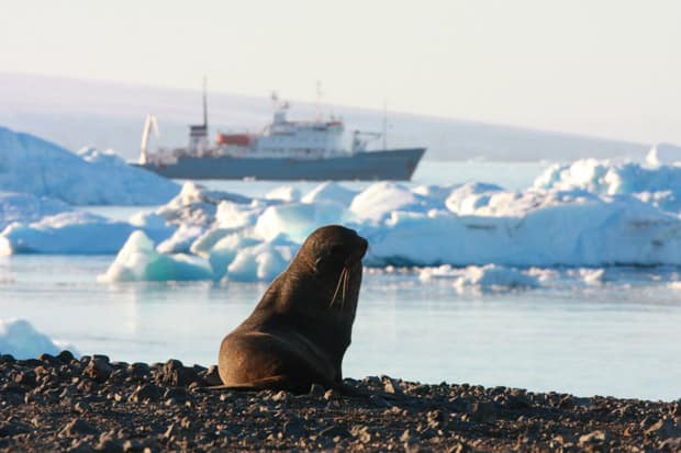 Seal on rocks in Antarctica with small expedition cruise ship in background.