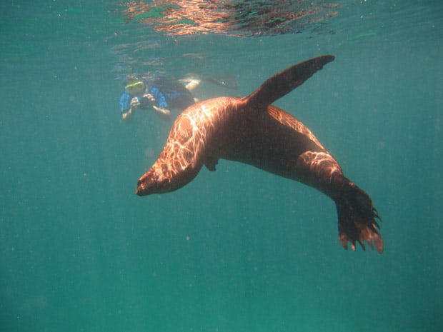 Snorkeler taking an underwater photo of a sea lion in the Galapagos. 