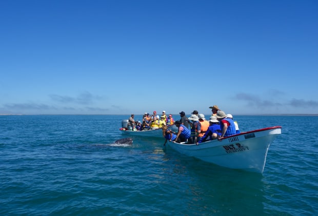 2 pangas with many Baja travelers observing a small gray whale with its head peering out of the water.