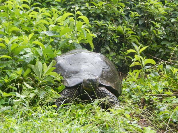 Giant tortoise walking in a green field at the Charles Darwin Research Center in the Galapagos.