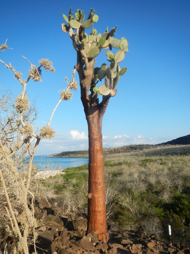 Galapagos Opuntia cactus near a beach on a Galapagos island.