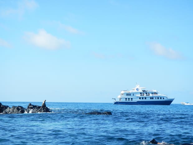Sea lion perched on a rock in the water with a small ship cruise in the Galapagos.