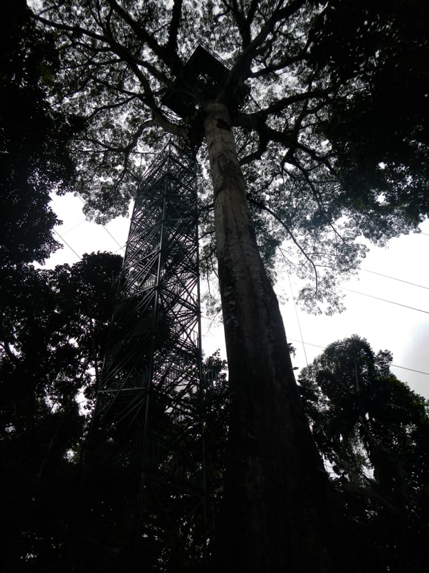 View from the jungle floor of the wooden staircase to the top of a tree with a viewing deck in the Amazon.