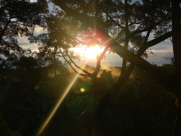 Sunlight at dusk in the jungle.