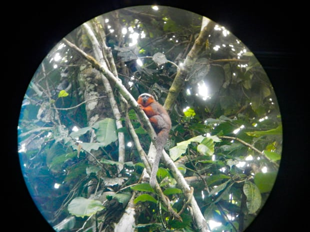 Teleschope view of a orange and brown monkey resting on a branch in the Amazon jungle.
