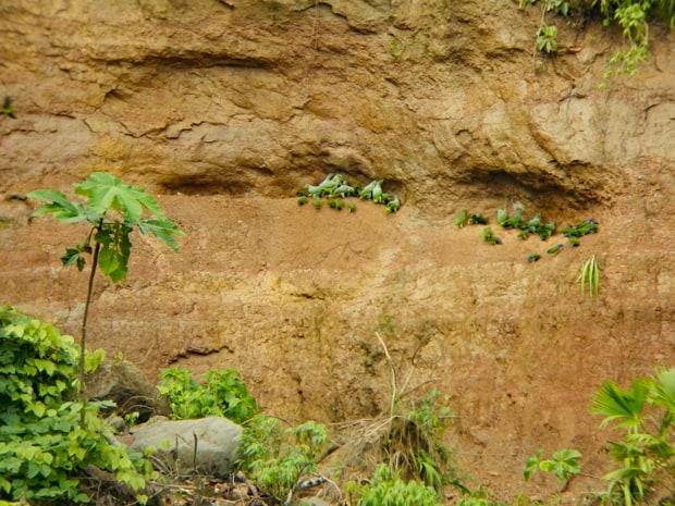 Dirt and rock hillside with green plants growing in sporadic places.