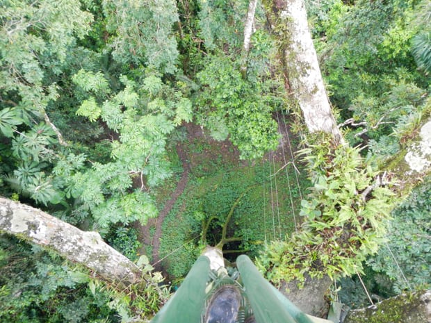 Downward view from the top to see the green jungle canopy and floor.