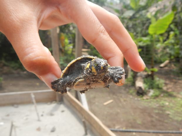 A tiny river turtle being held by a Amazon traveler.