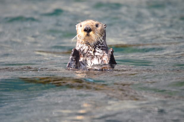 A sea otter floating in the water in Alaska.