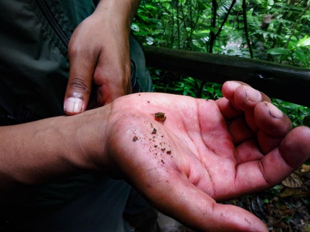 A Mashpi guide holding a tiny frog.
