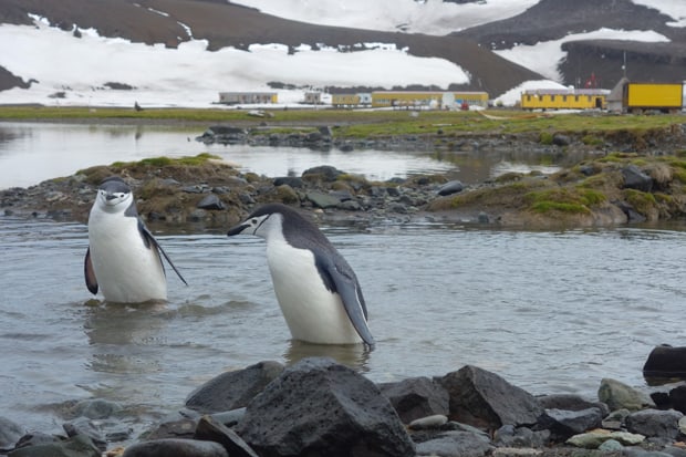 Penguins standing in water in Antarctica with a research station in the background.