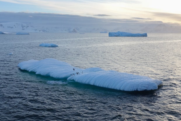 Penguins on an iceberg jumping in to the water as seen from a small ship cruise in Antarctica.