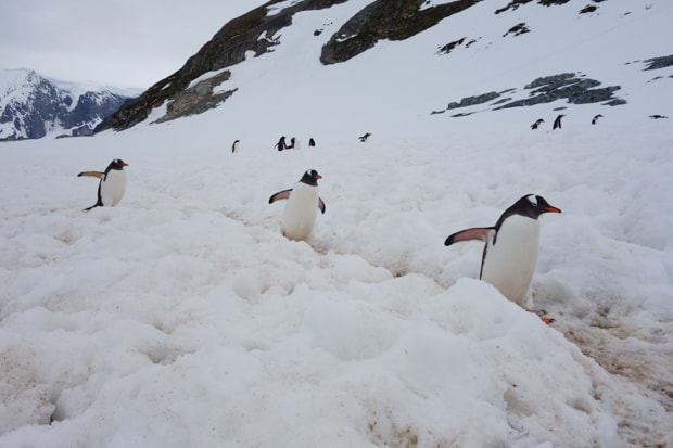 Penguins walking in a line on a path in the snow as seen from a land tour off a small ship Antarctica cruise.