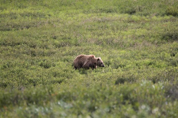 A bear walking in the tundra in Alaska.