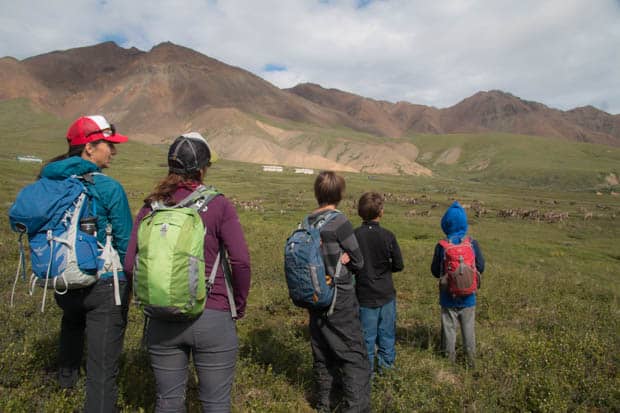 A group of people hiking in the tundra with caribou grazing in the distance.