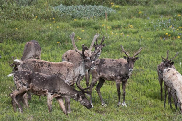 Caribou grazing in the tundra of Denali National Park.