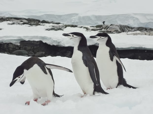 Three penguins on snow seen on a land tour off a small ship in Antarctica.