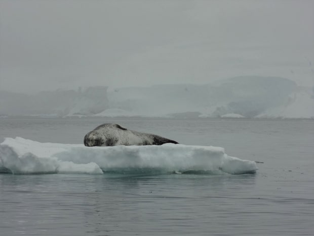 Lone seal resting on a small iceberg in Antarctica seen from a small cruise ship.