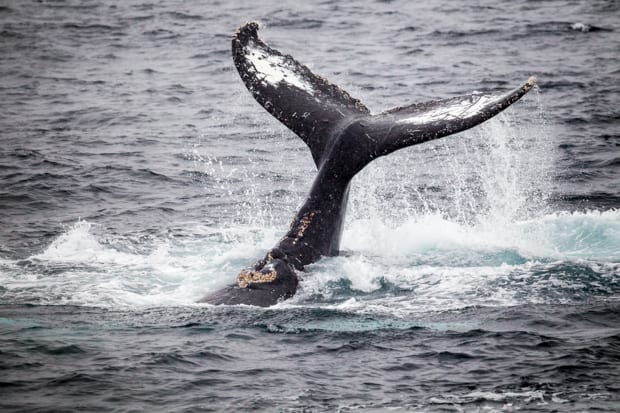 Whale tail seen from a small ship cruise in Antarctica.