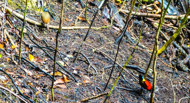 Bird of Paradise seen on an excursion from a small ship cruise in Raja Ampat Indonesia.