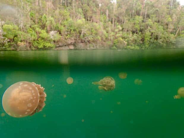 Jellyfish seen in the water on a snorkeling excursion from a small ship cruise in Raja Ampat Indonesia.
