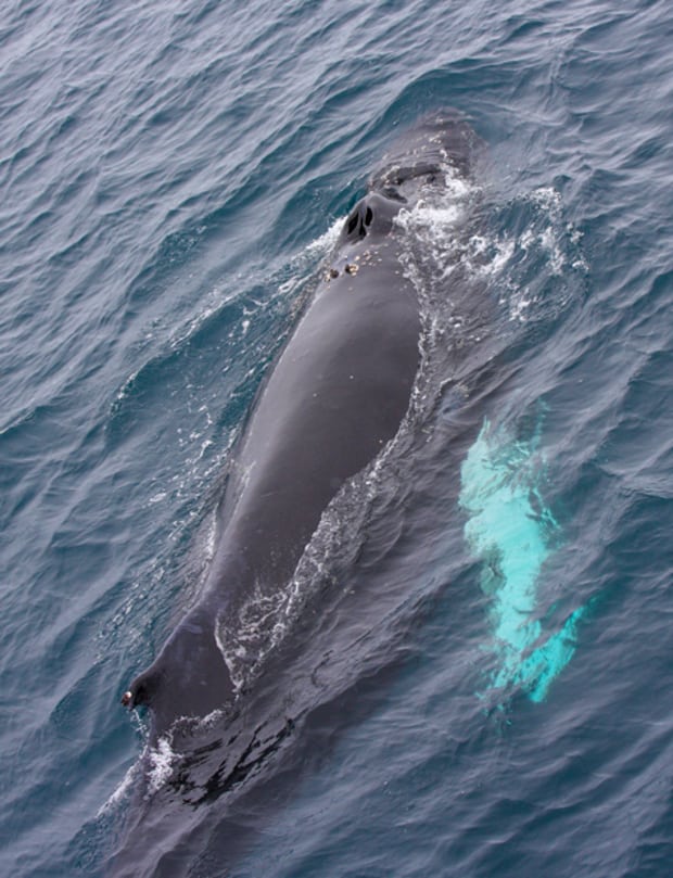 Whale in the water seen from above on a small ship cruise in Antarctica.