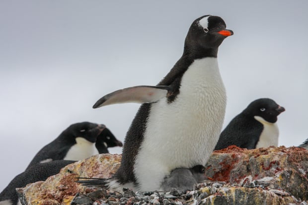 Three penguins seen up close of a small ship in Antarctica.
