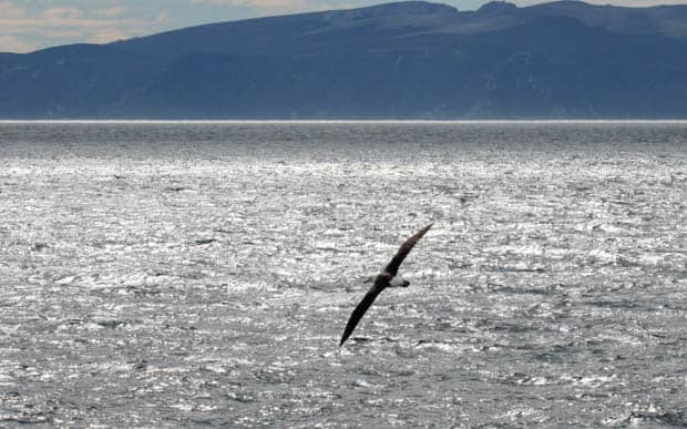 Albatross near water seen from a small ship cruise to Antarctica. 