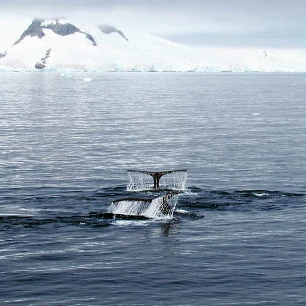 Two whale tails seen from a small ship in Antarctica. 
