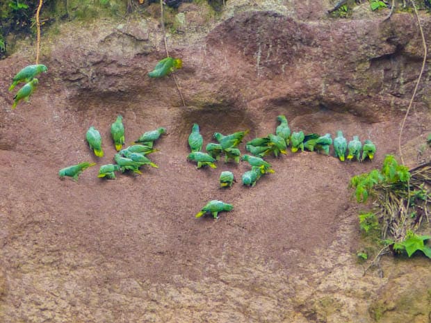 Group of parrots hanging around the clay lick in the Ecuadorian Amazon jungle.