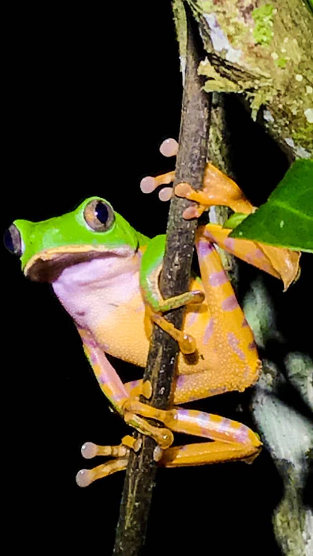 A bright colored frog holding onto a branch.