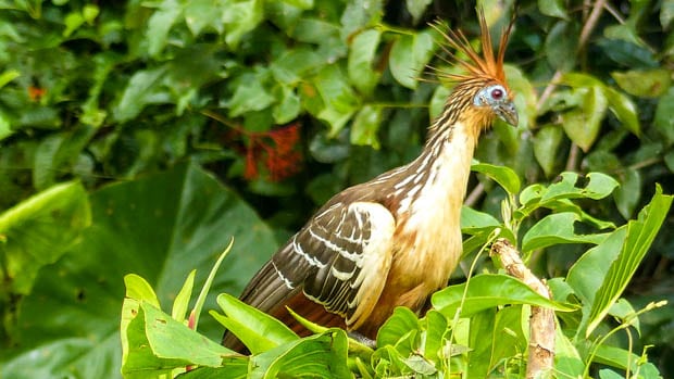 A hoatzin bird resting in the green trees in the Ecuadorian Amazon jungle.