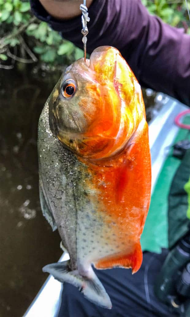 A caught piranha in the Ecuadorian Amazon river.