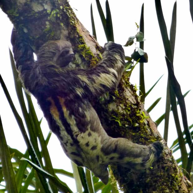 A sloth holding onto a tree in the Ecuadorian Amazon jungle.