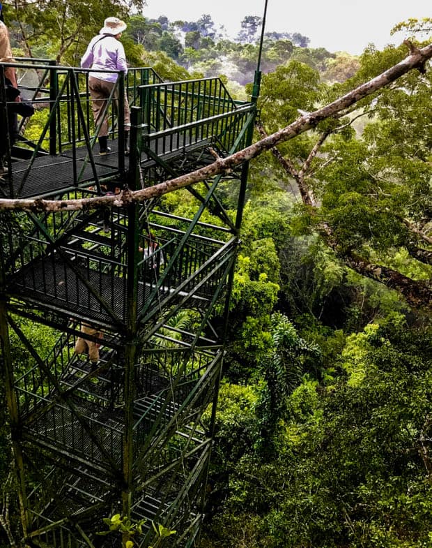 People walking up the canopy tower to view the Ecuadorian Amazon jungle from above.