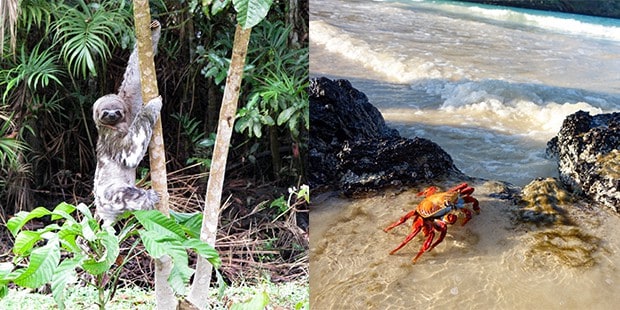 Crab on the beach in the Galapagos Islands and a sloth in a tree in Ecuadorian Amazon.  