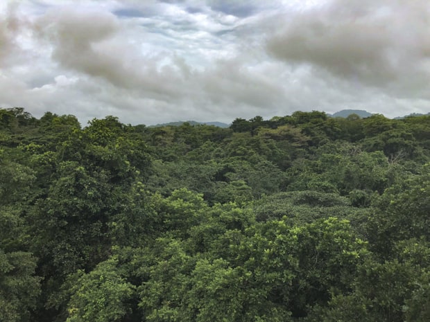 View from above the canopy on a tour in the Gamboa rainforest of panama.