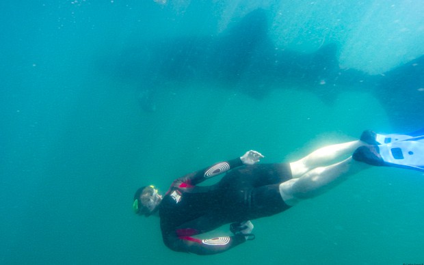 Baja traveler swimming underwater next to a whale shark.