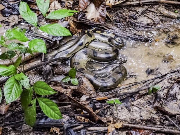 An anaconda in the mud in the Peruvian Amazon jungle.