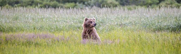 Grizzly bear peering out of tall grass and purple wildflowers as seen from a small ship tour in Katmai Alaska.