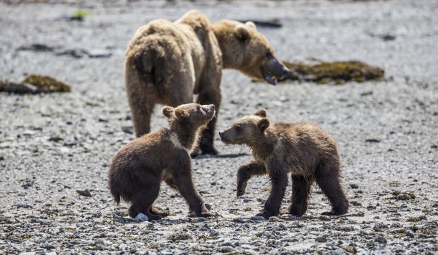 Grizzly bear with its two small cubs as seen from small ship cruise in Katmai Alaska.
