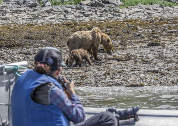 Guest from a small ship in Katmai Alaska taking pictures from a skiff of a grizzly bear on shore.