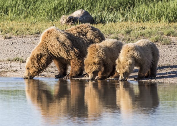 Grizzly bears drinking water at a stream seen on a tour from a small ship cruise in Katmai Alaska.